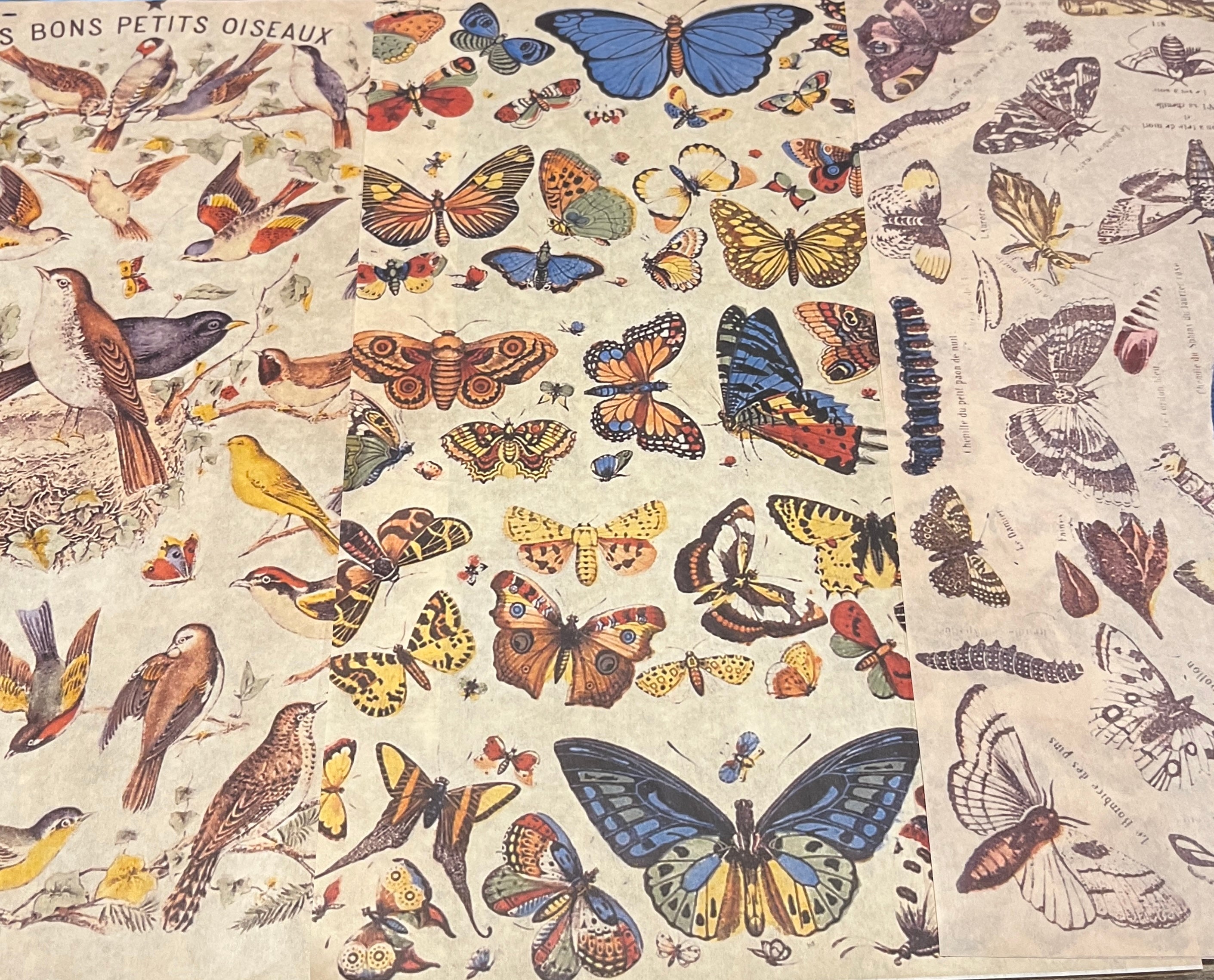 Birds and Bugs Wrapping Paper Set