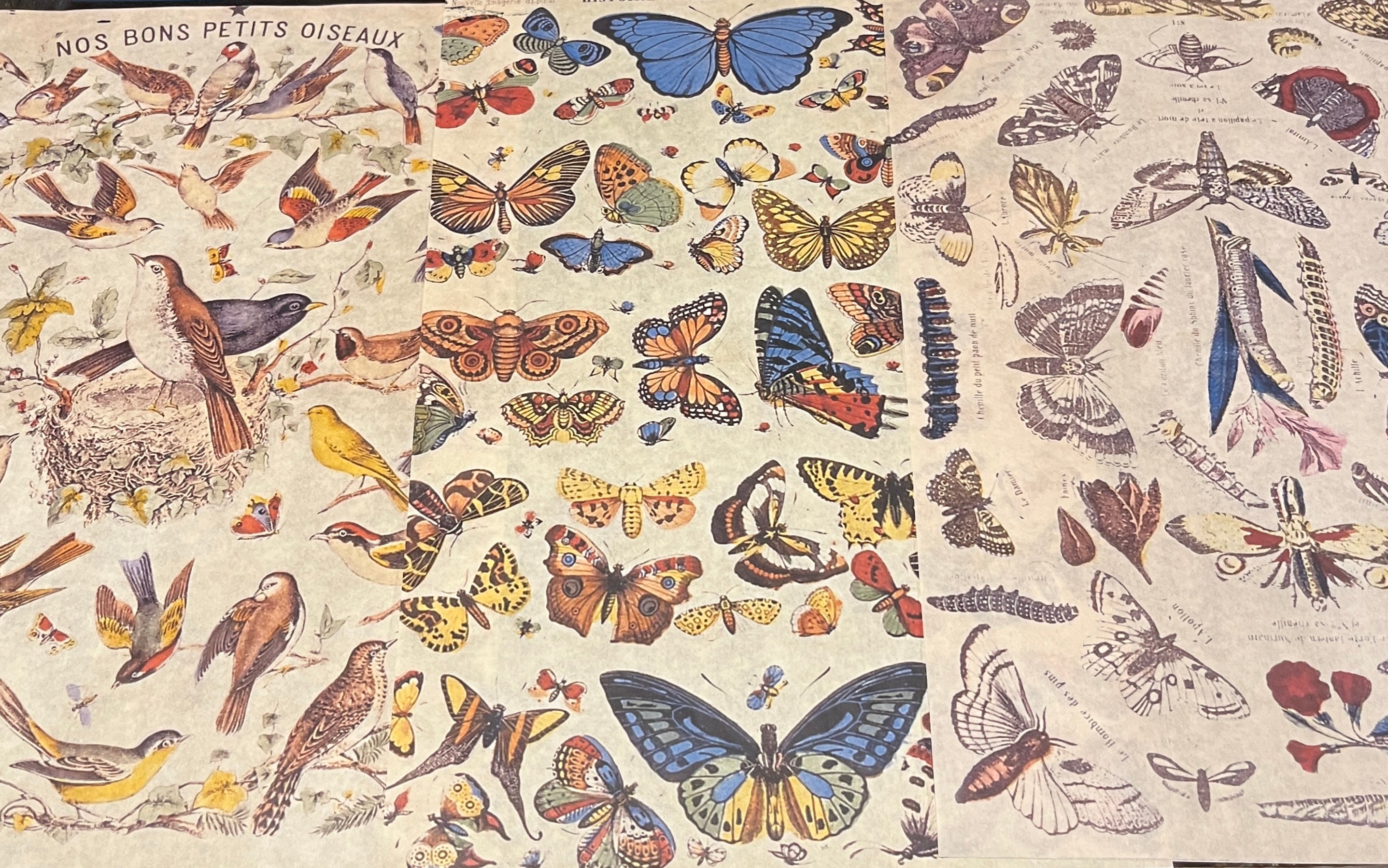 Birds and Bugs Wrapping Paper Set