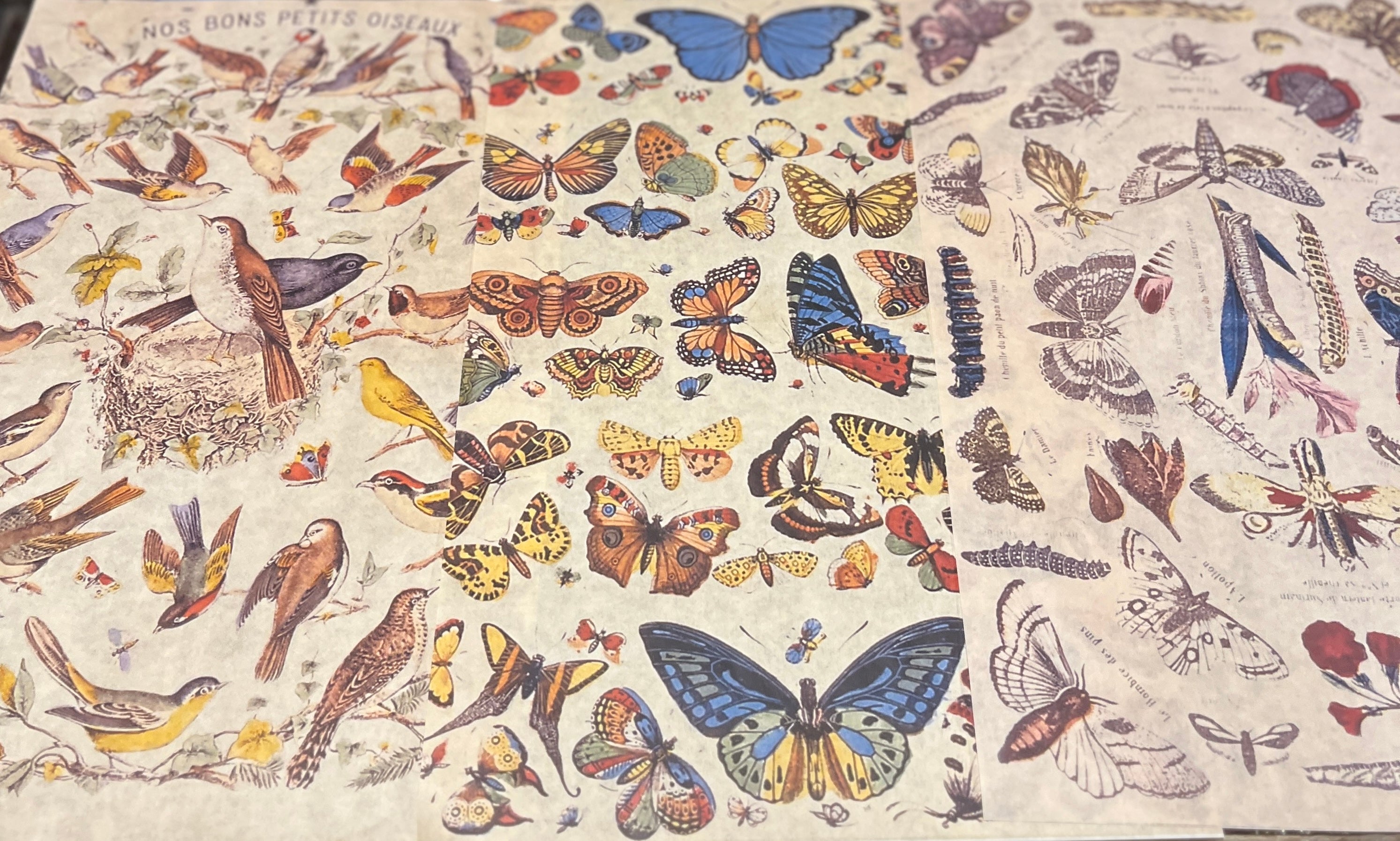Birds and Bugs Wrapping Paper Set