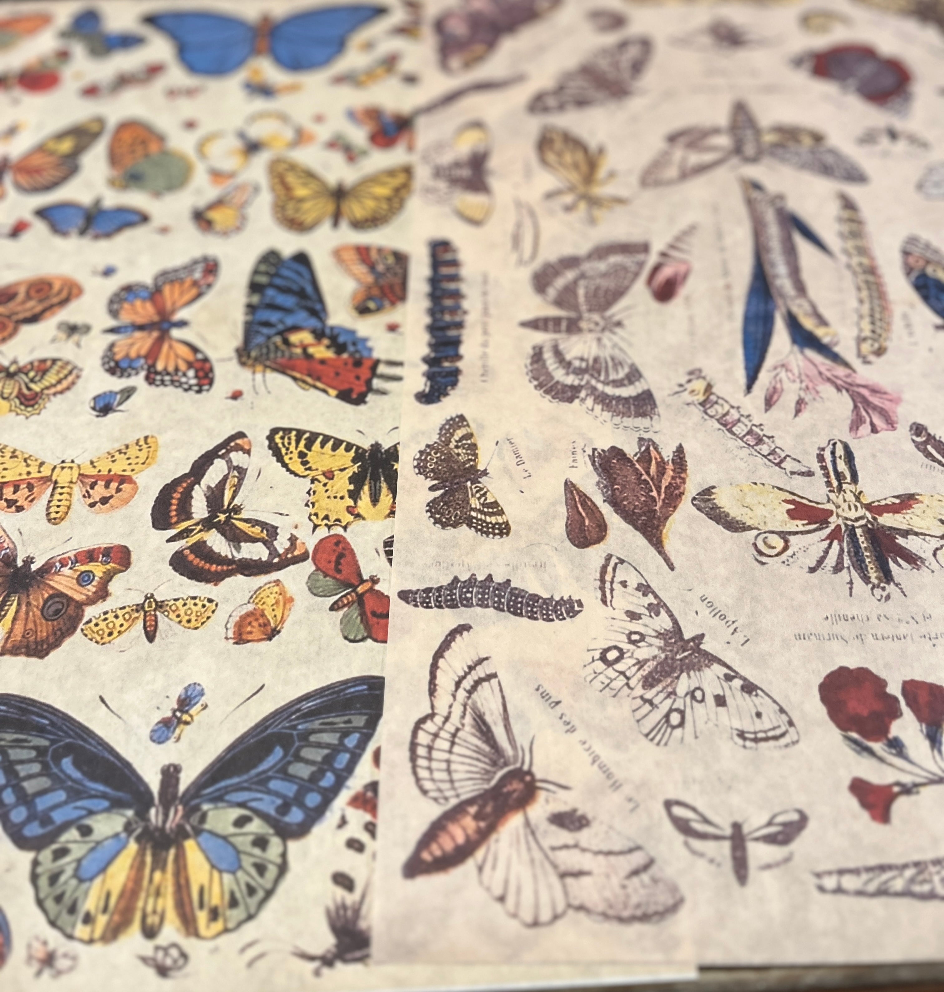 Birds and Bugs Wrapping Paper Set