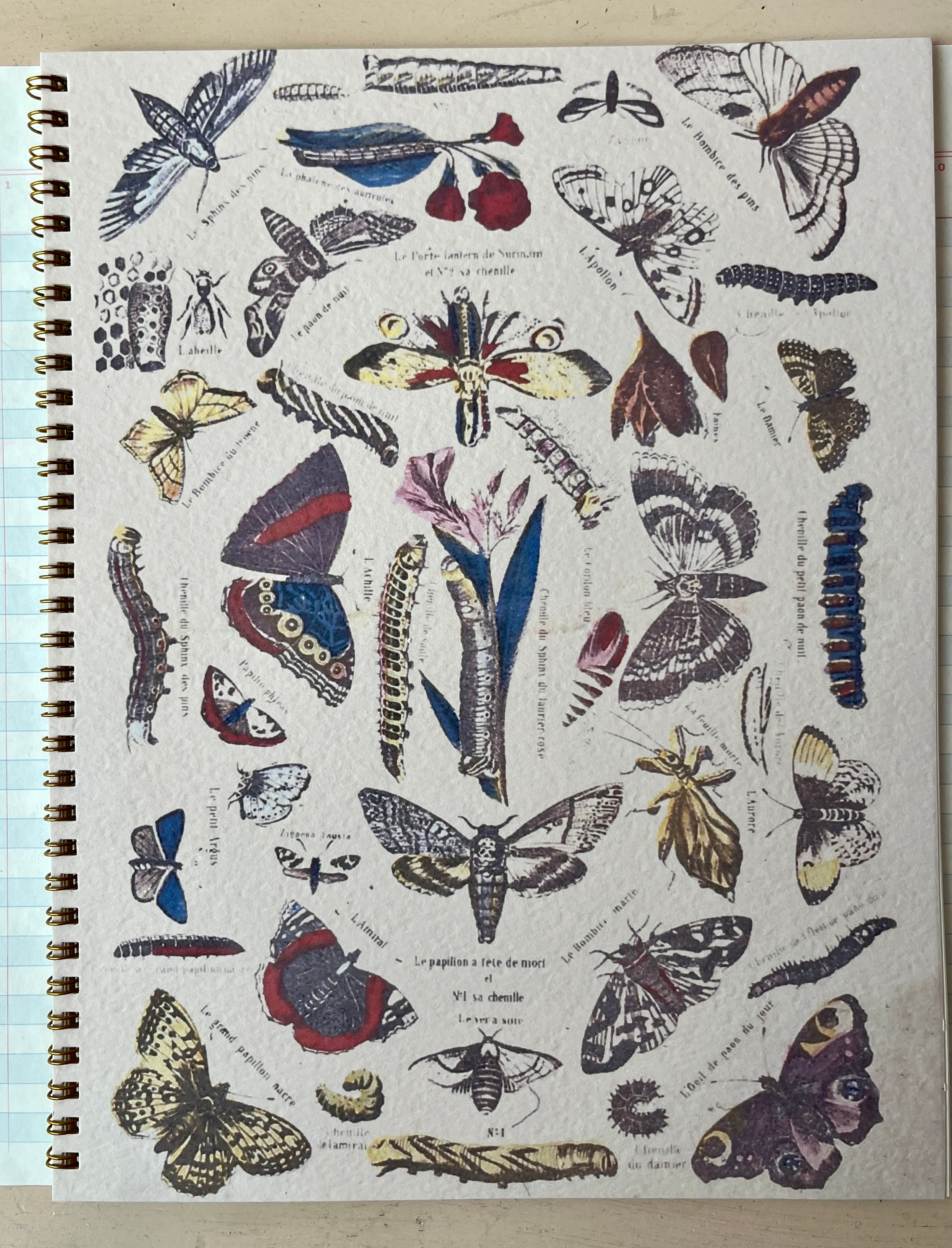 Petit Oiseaux Notebook