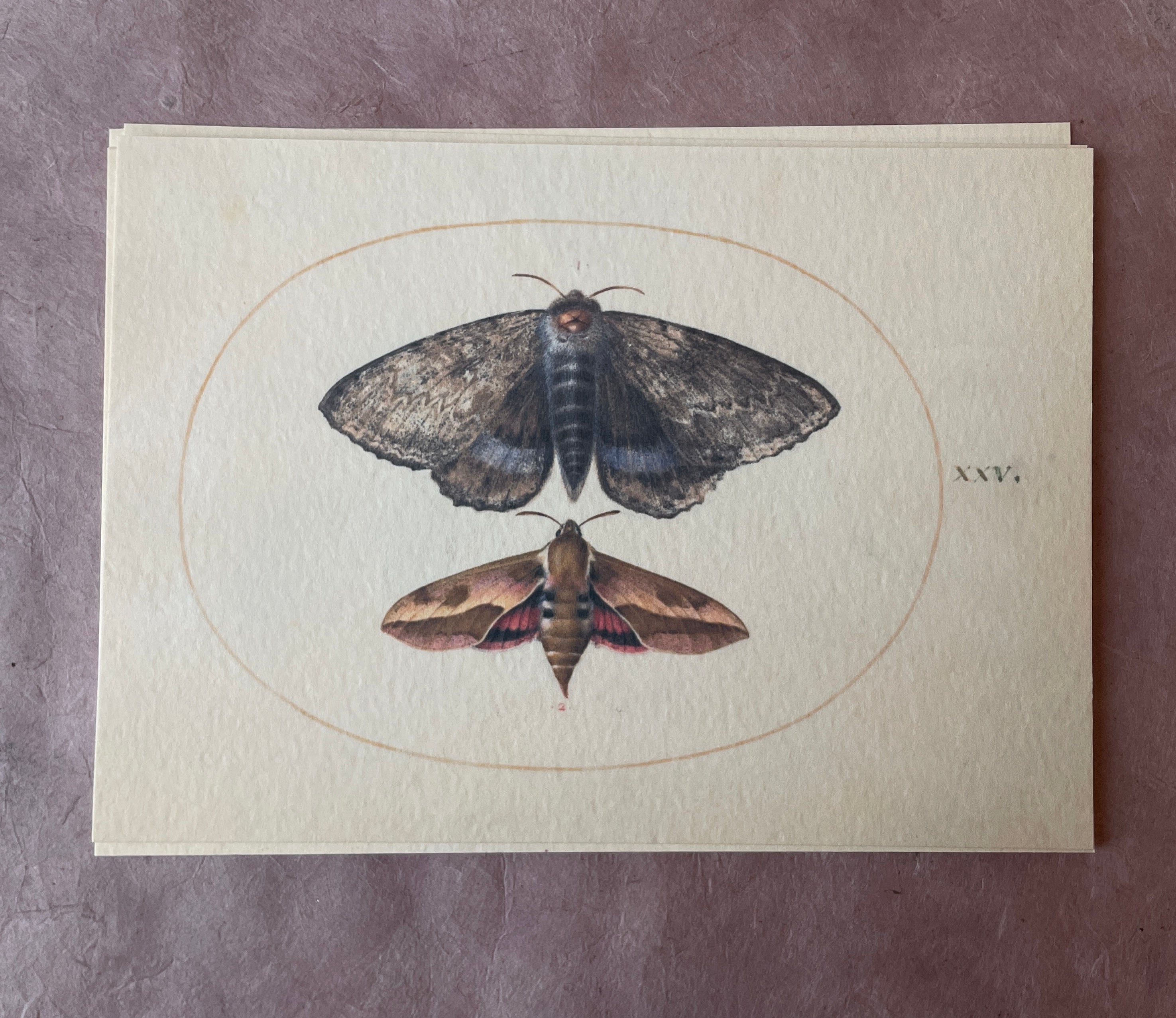 Insecta Art Cards