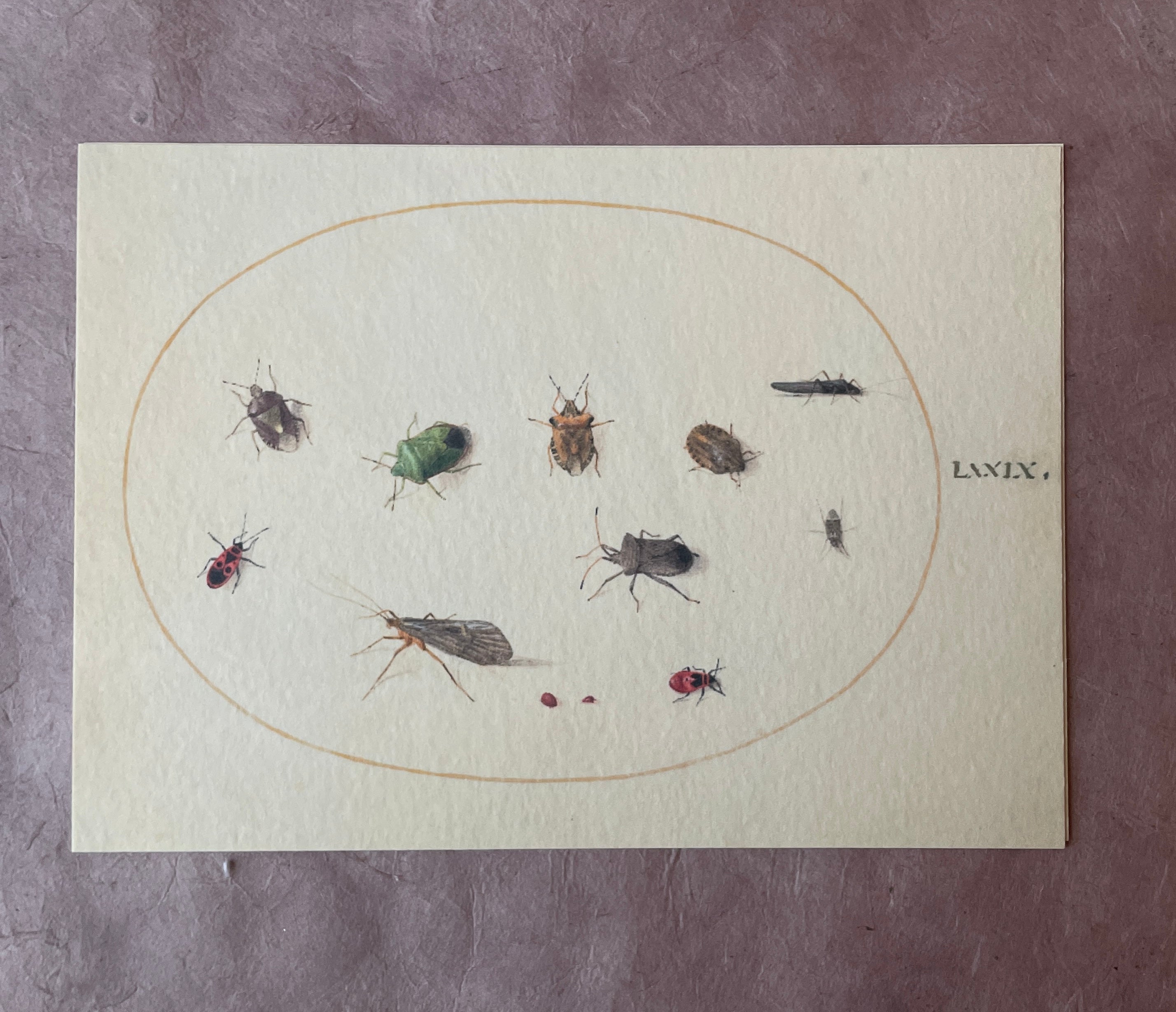 Insecta Art Cards