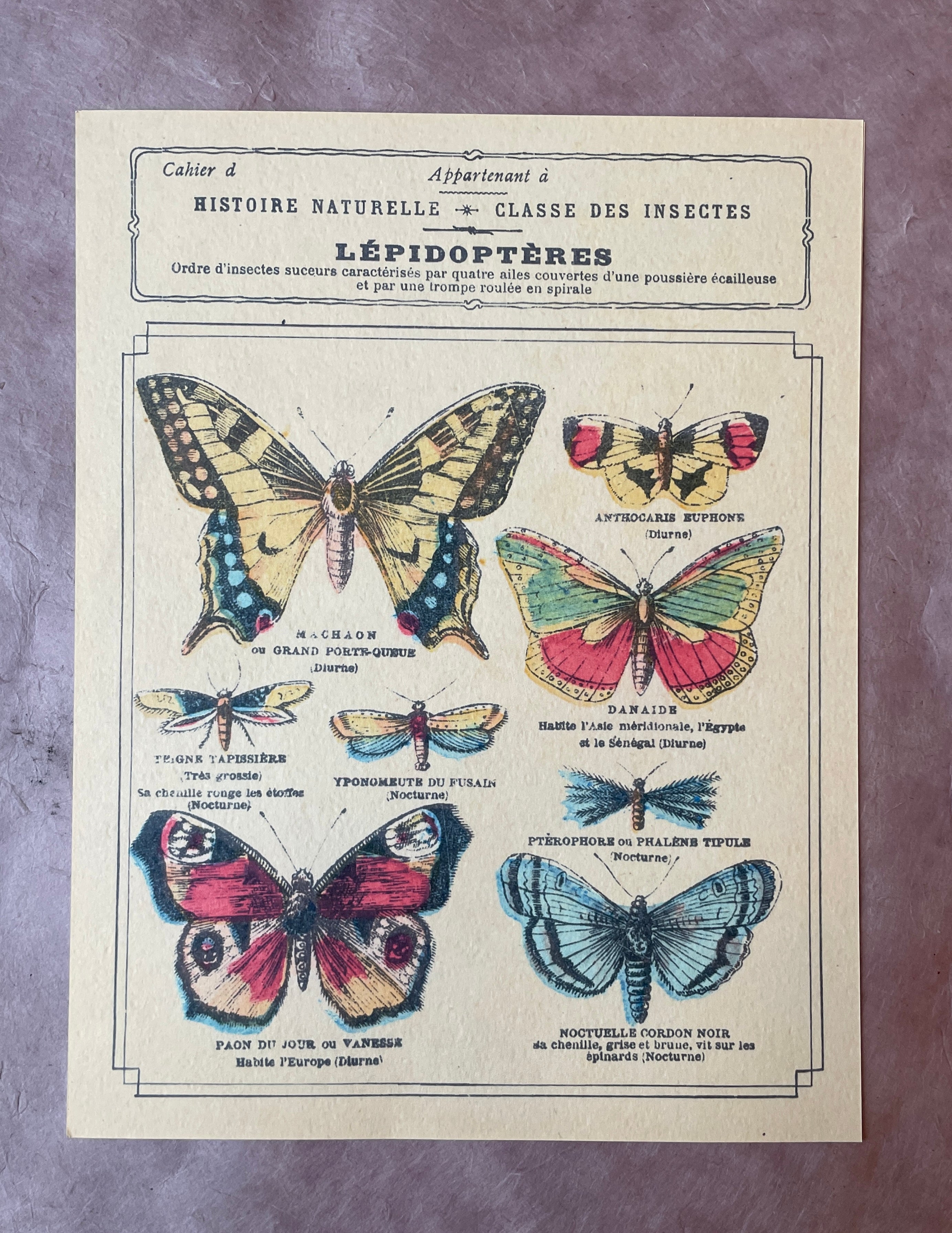 Classe Des Insectes Art Print