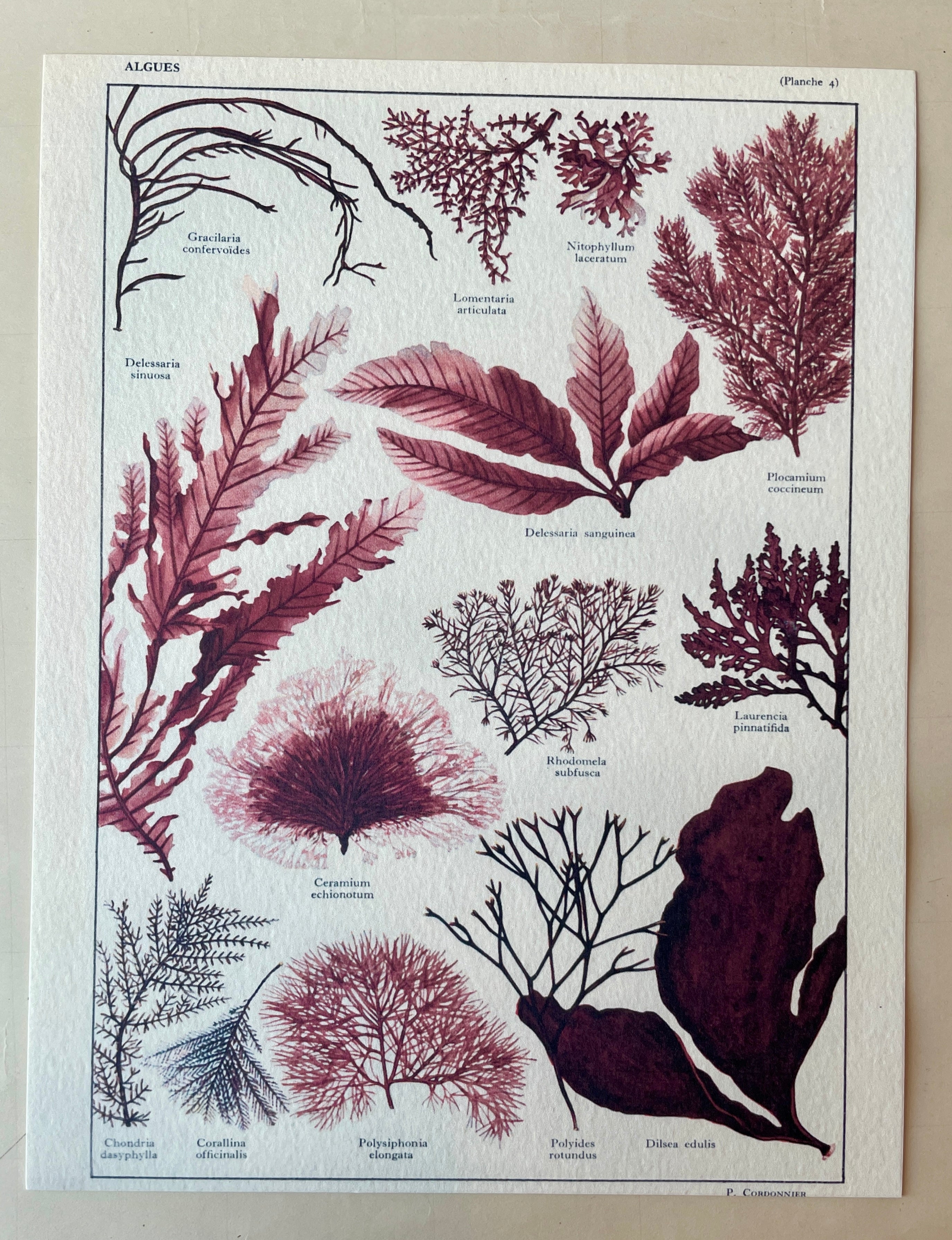 Seaweed Chart Art Print