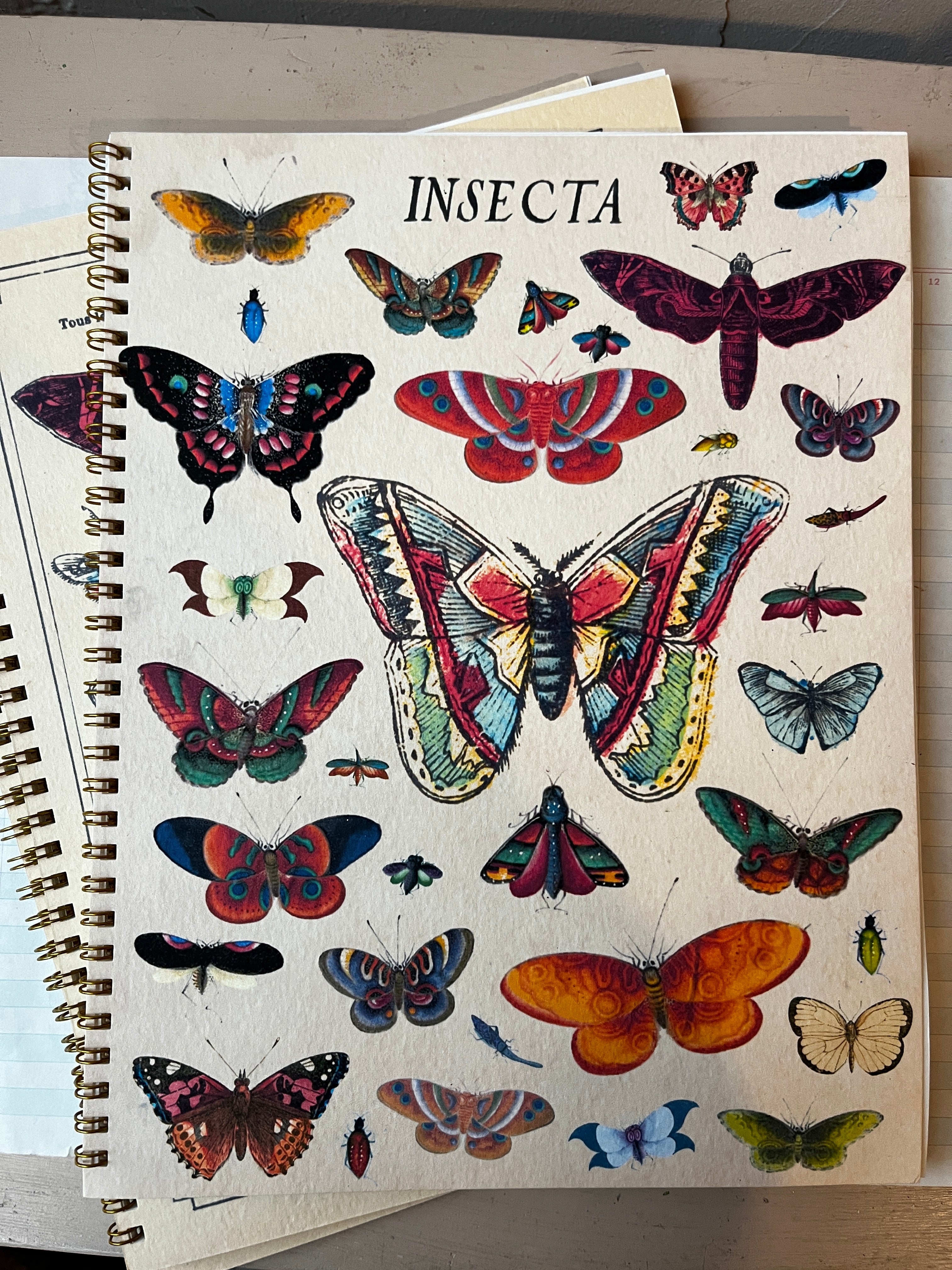 Insecta Notebook