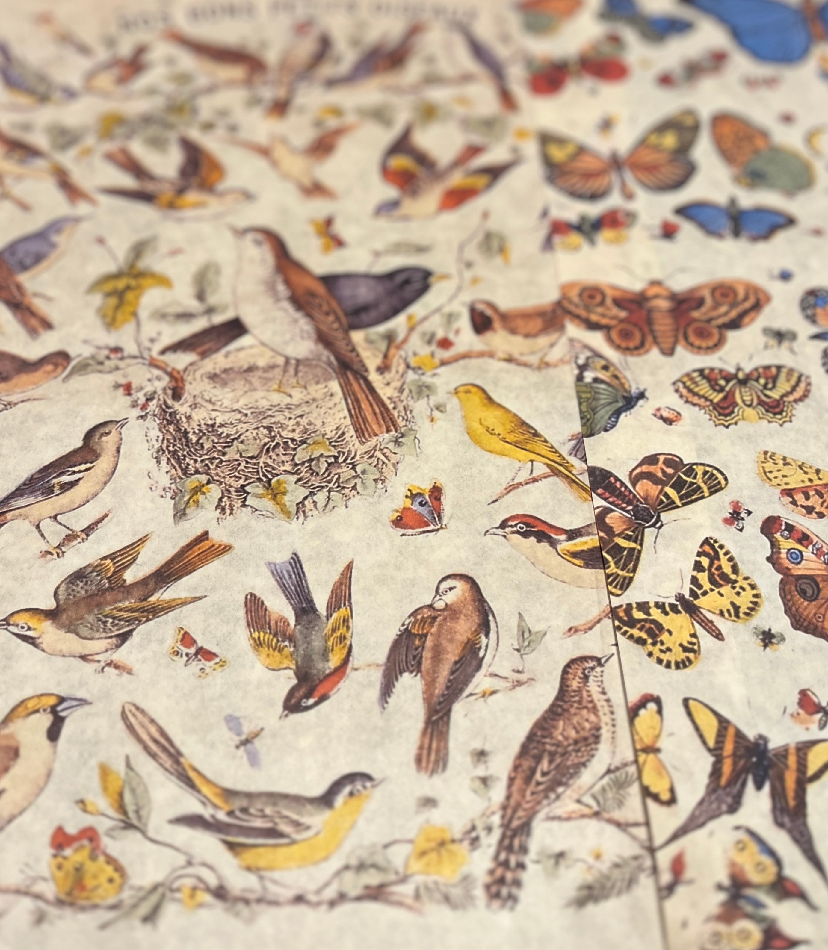 Birds and Bugs Wrapping Paper Set