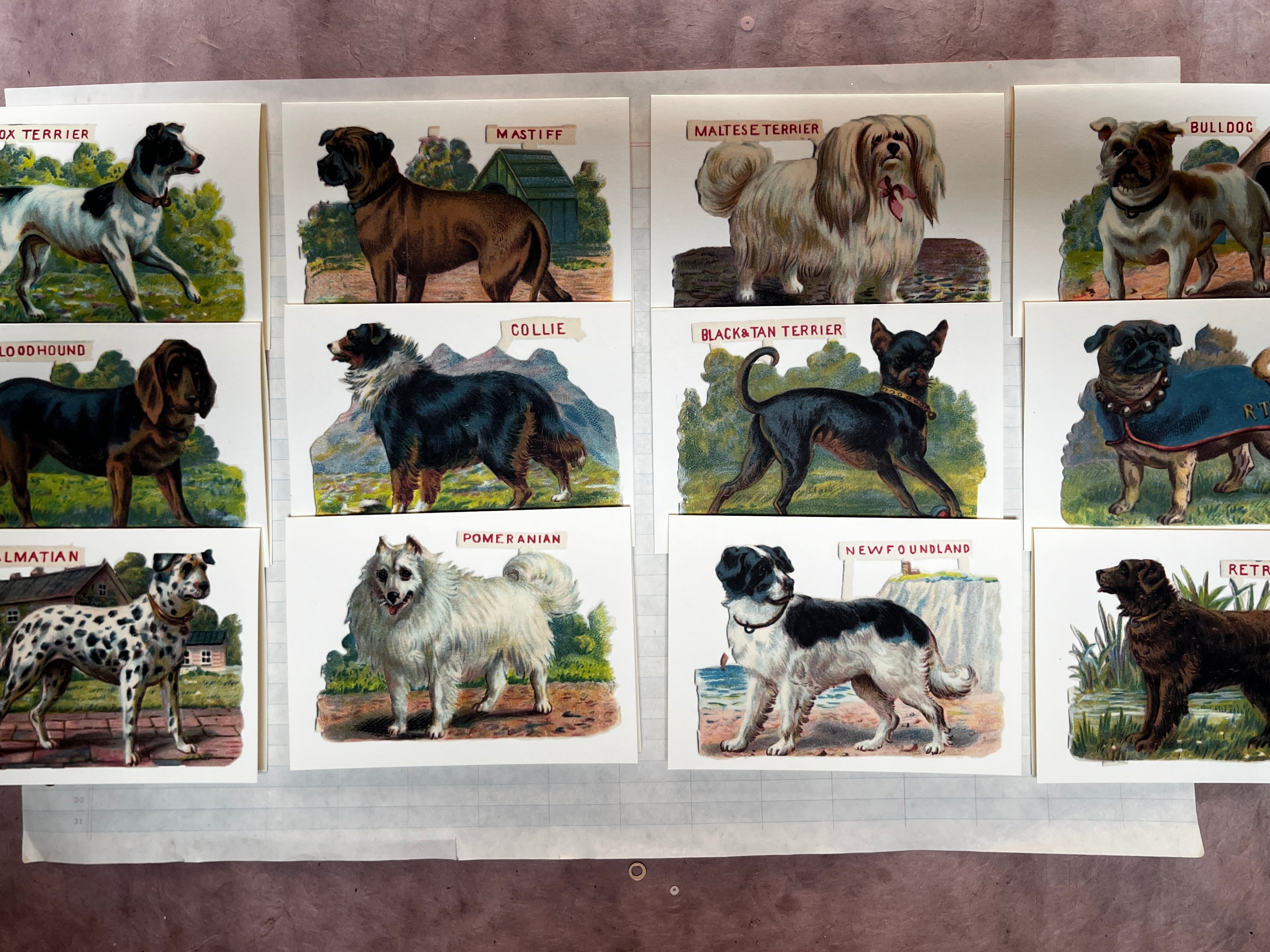 Classic Canine Cards