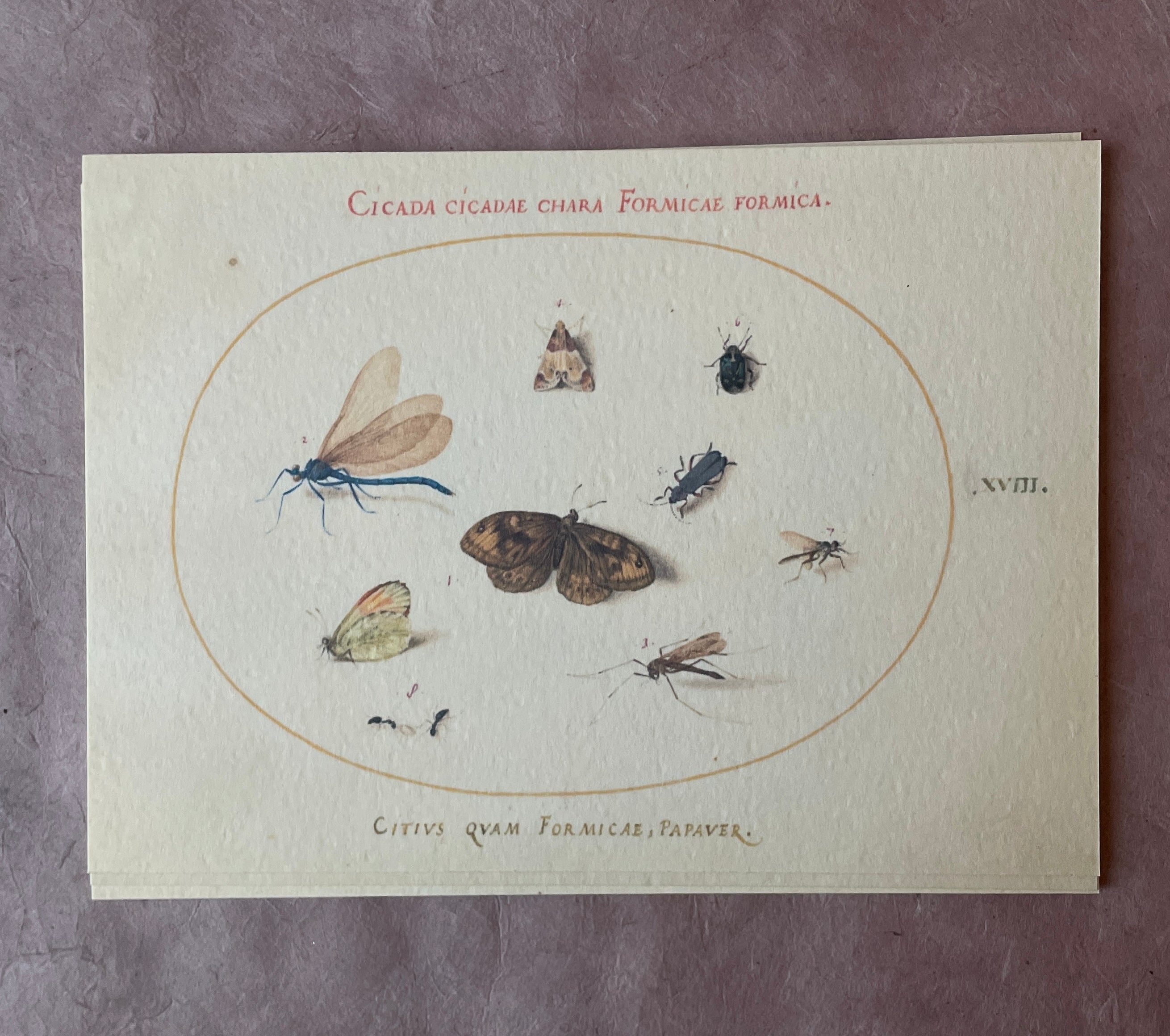 Insecta Art Cards
