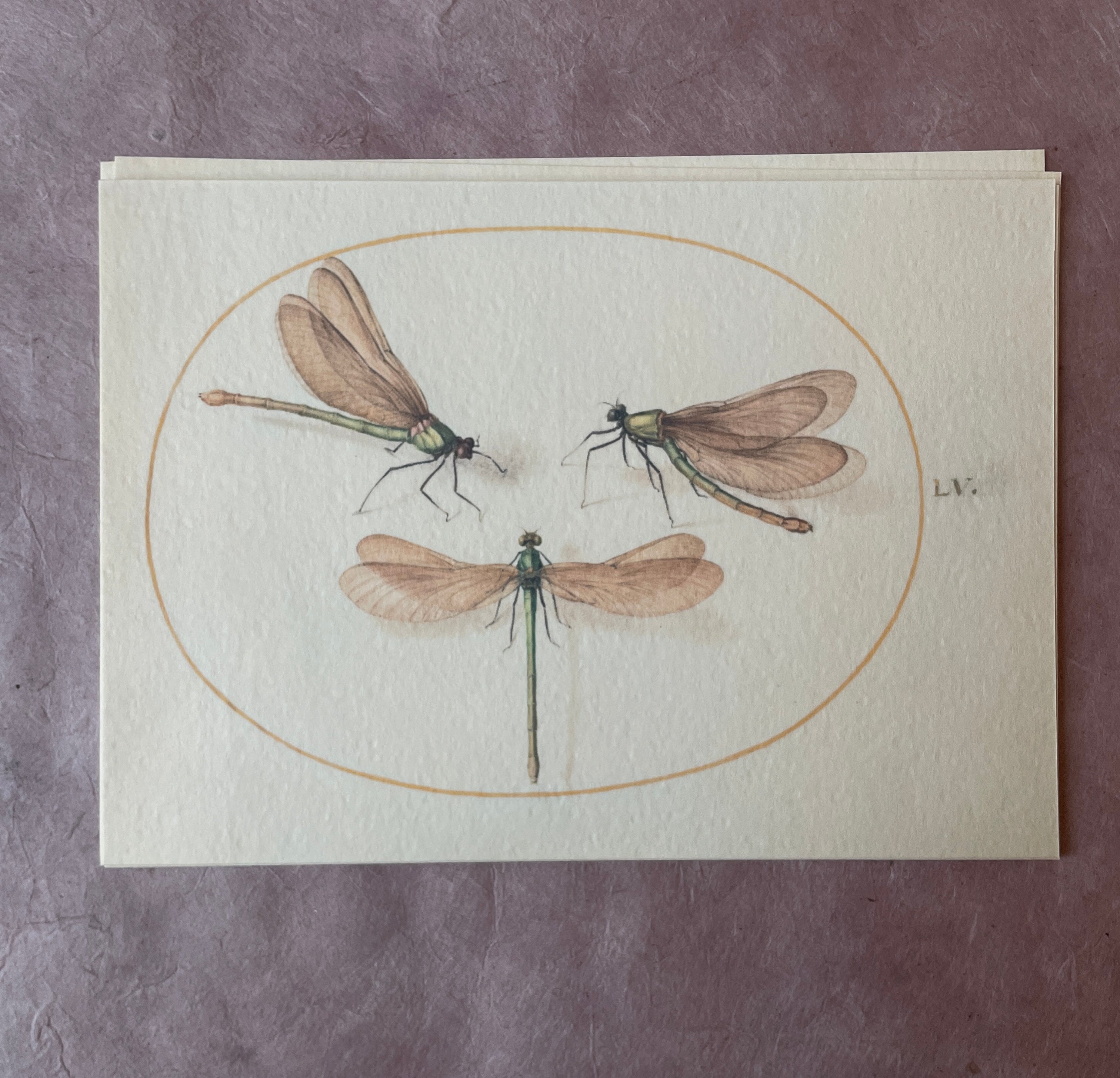 Insecta Art Cards