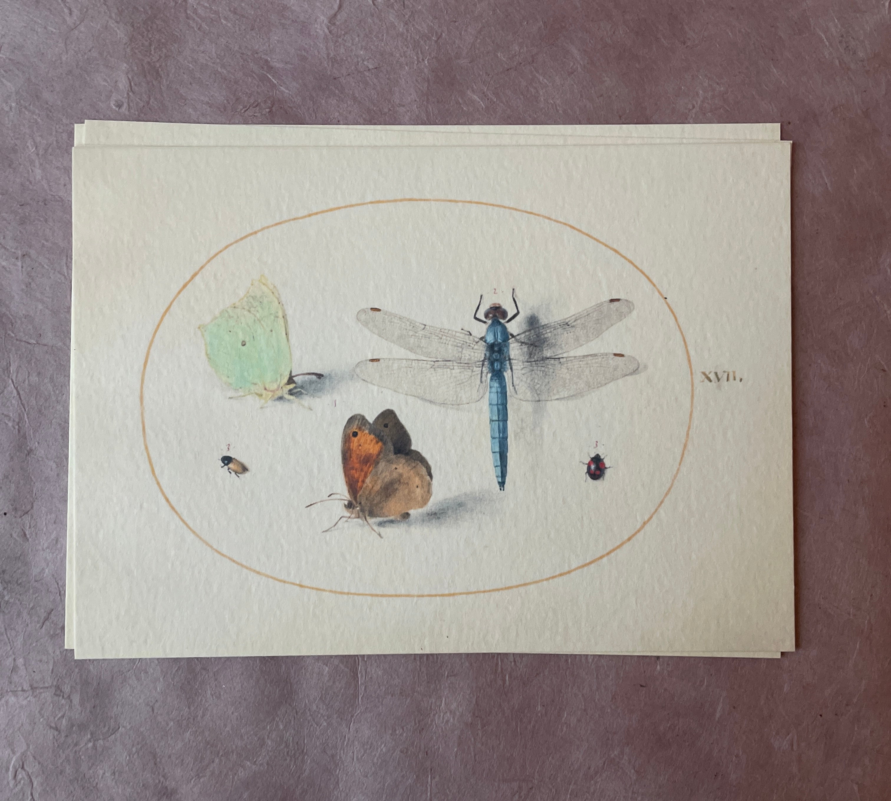 Insecta Art Cards