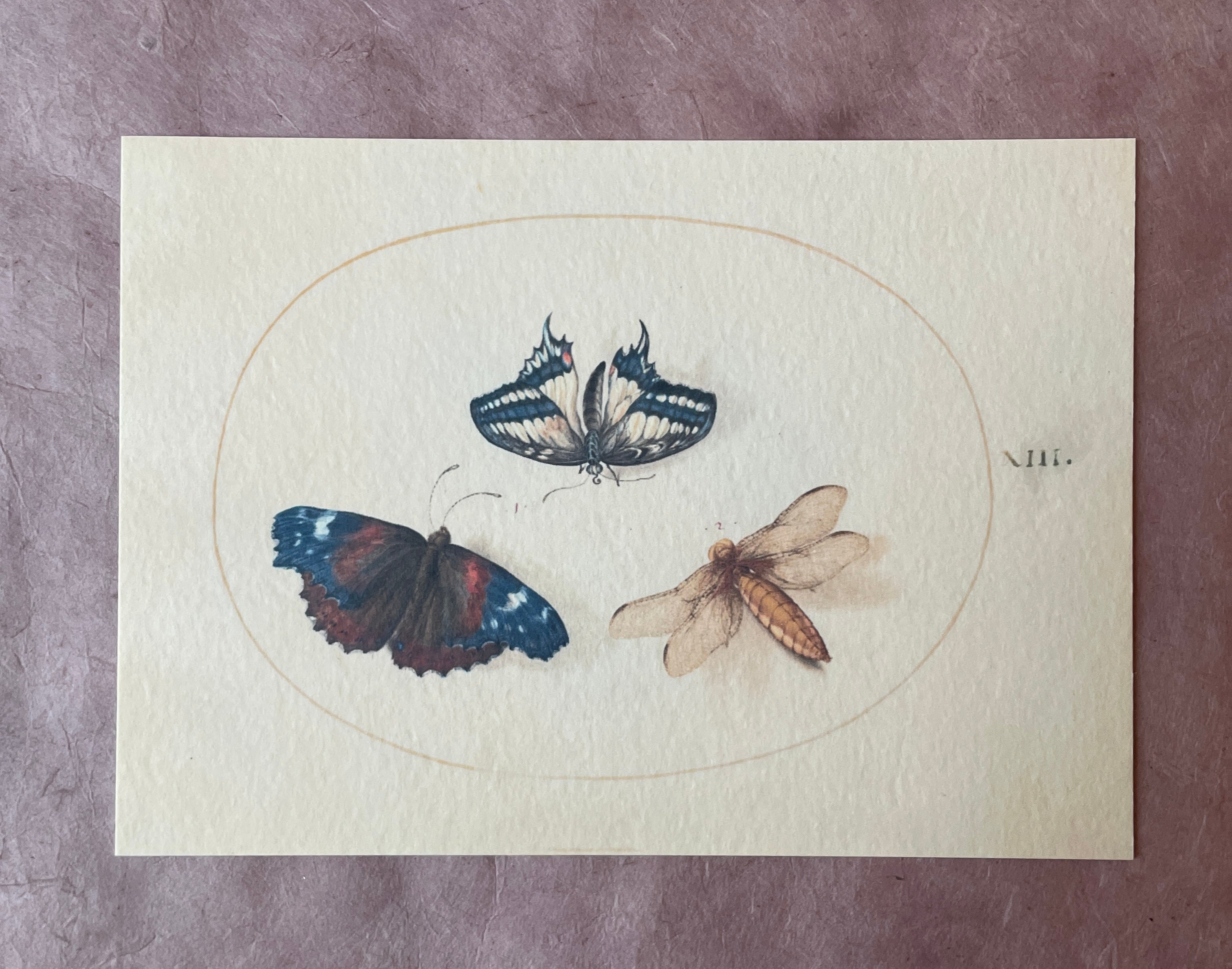 Insecta Art Cards