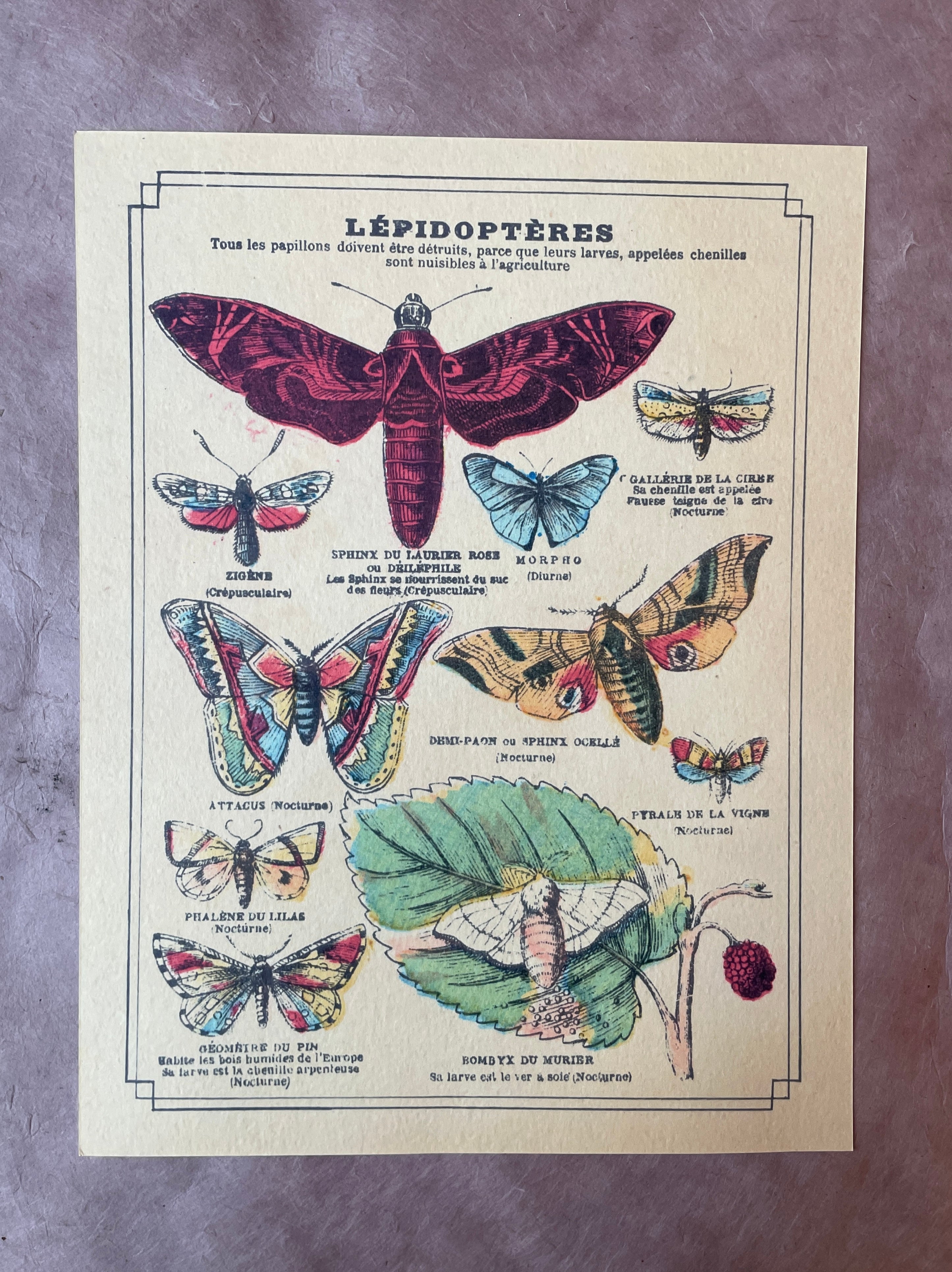 Lepidopteres Art Print