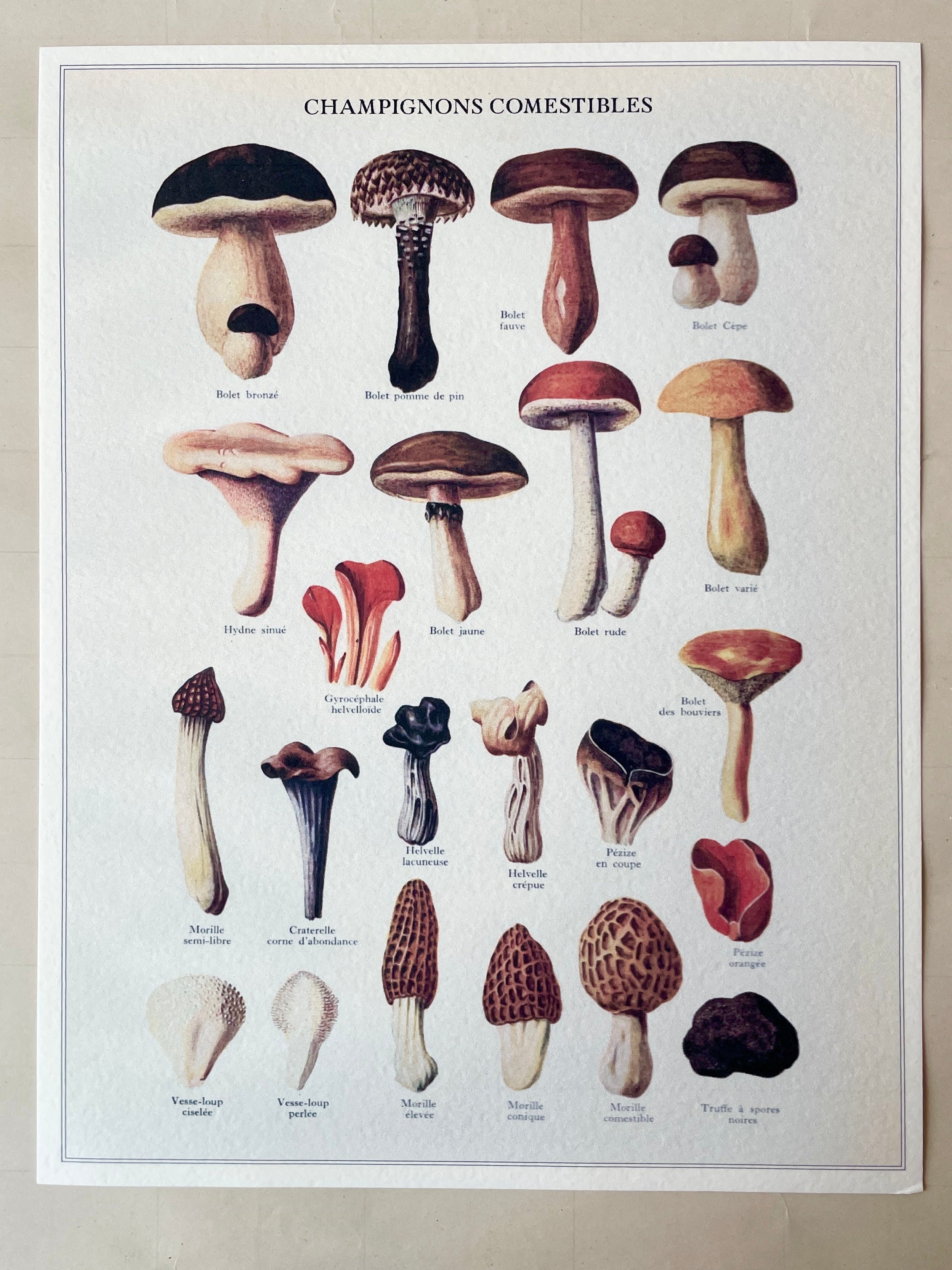 Mushroom Art Print Moody
