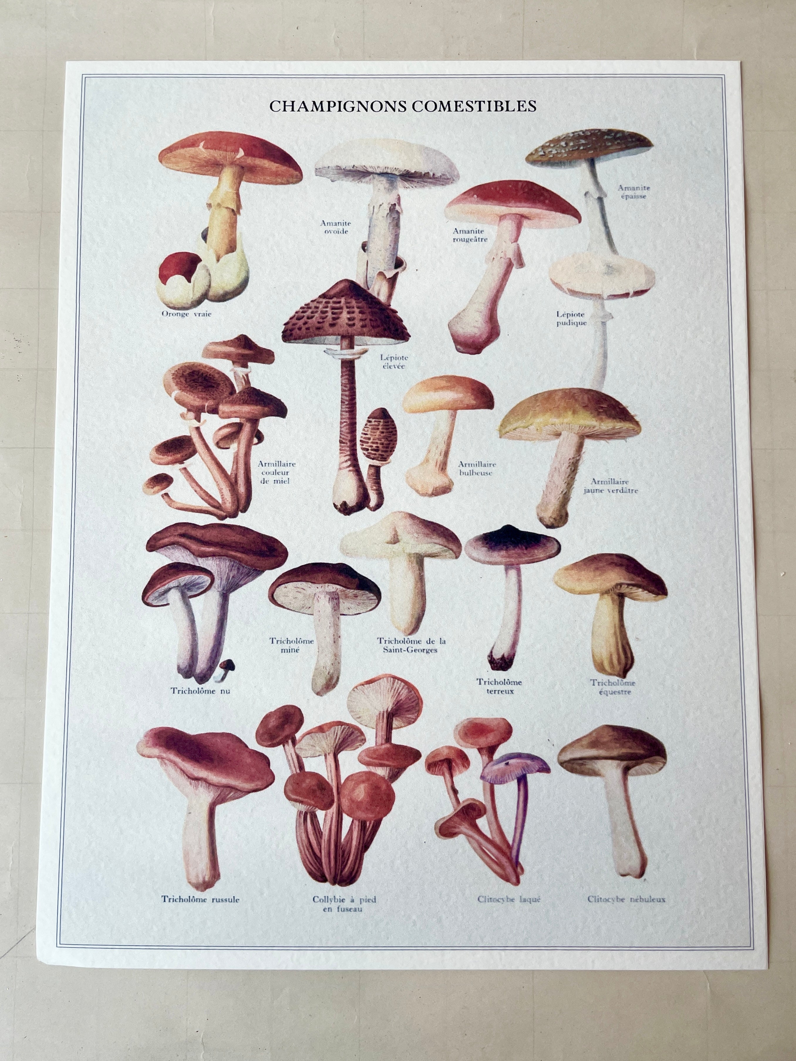 Mushroom Art Print Champignons