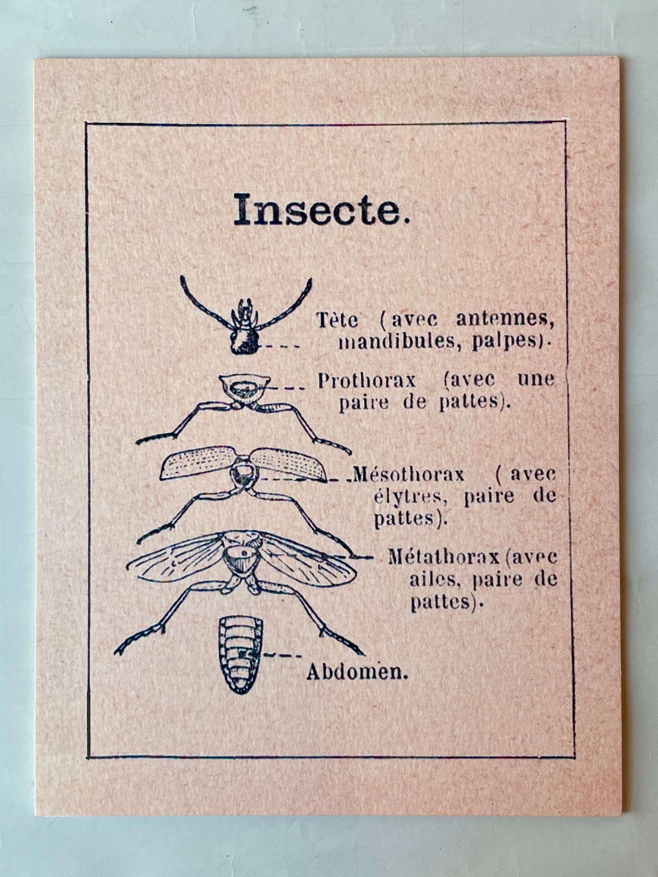 The Anatomy of an Insect Art Print