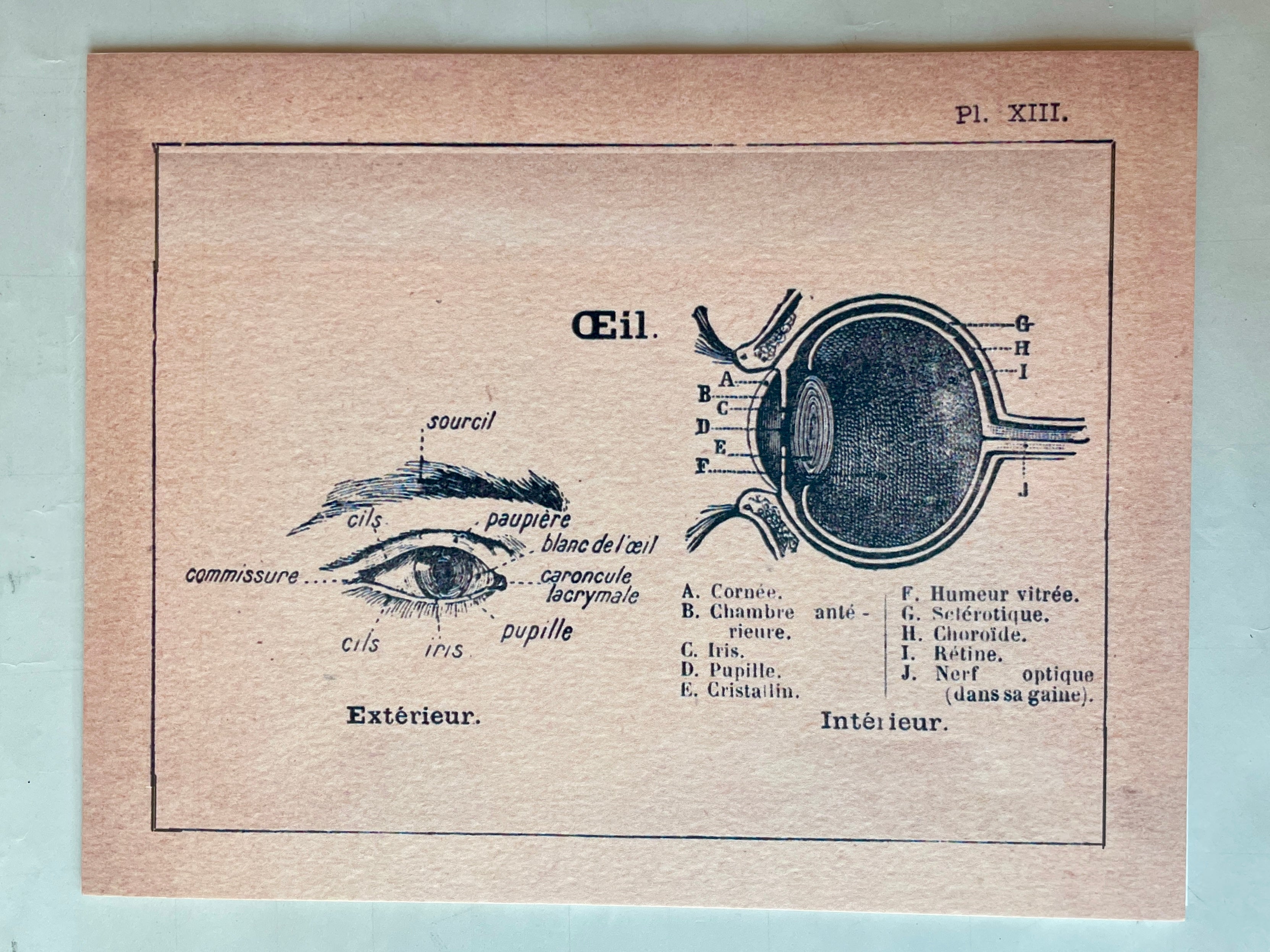 Anatomical Chart Art Prints