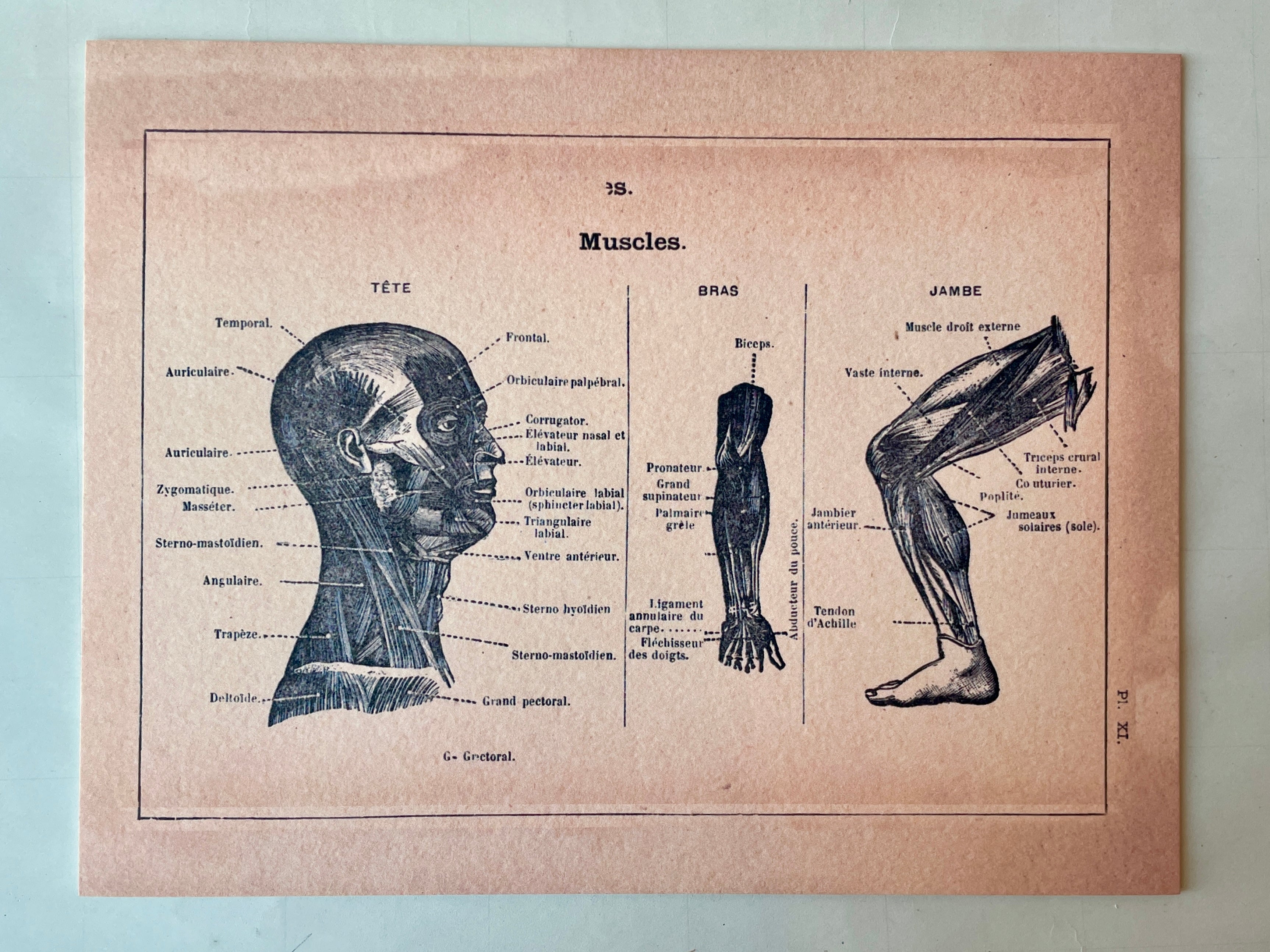 Anatomical Chart Art Prints