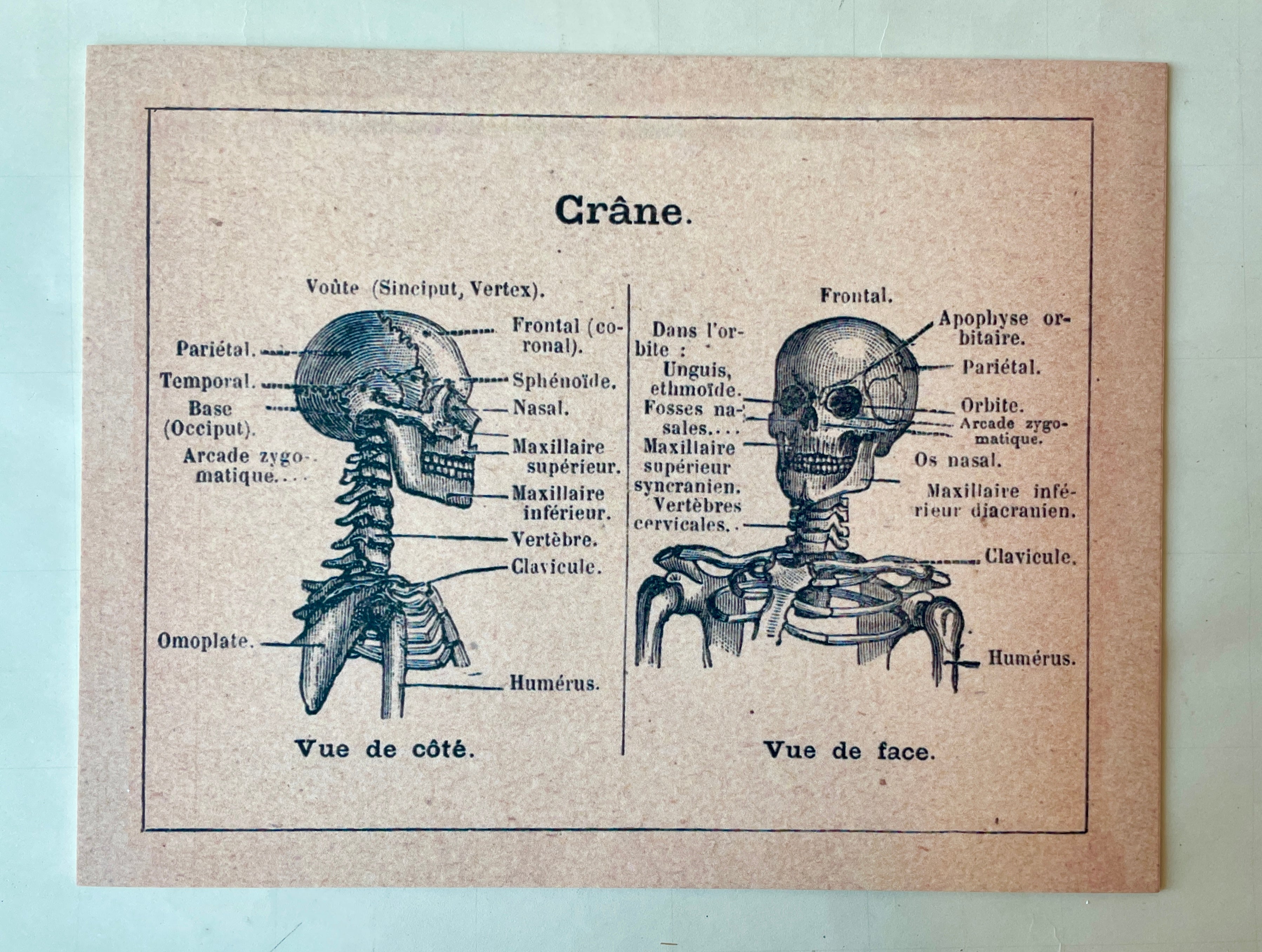 Anatomical Chart Art Prints