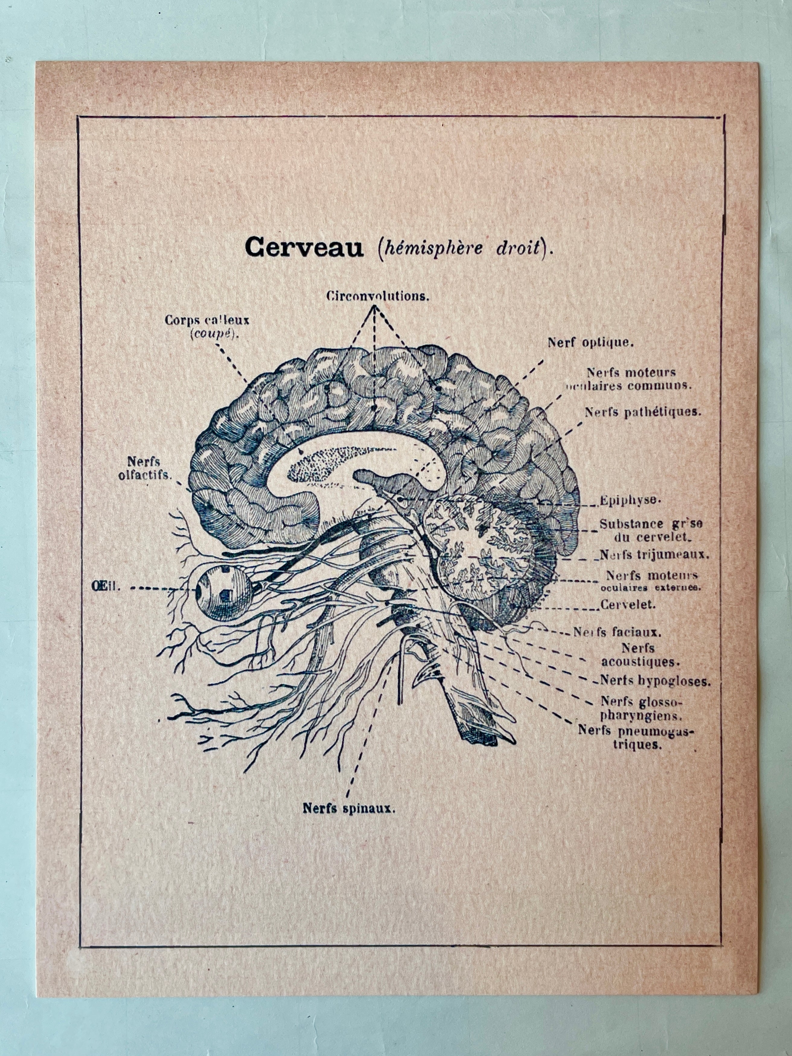 Anatomical Chart Art Prints