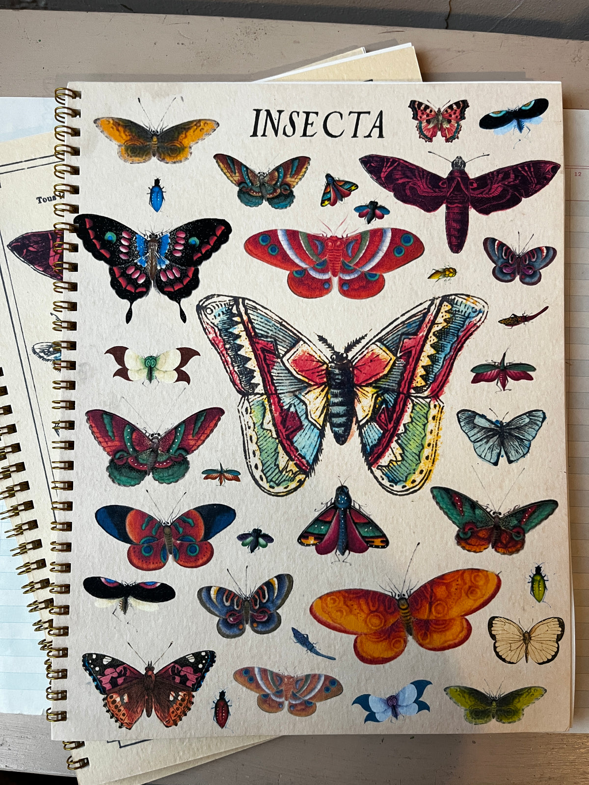 Insect Notebook Insecta Notebook | PARCEL