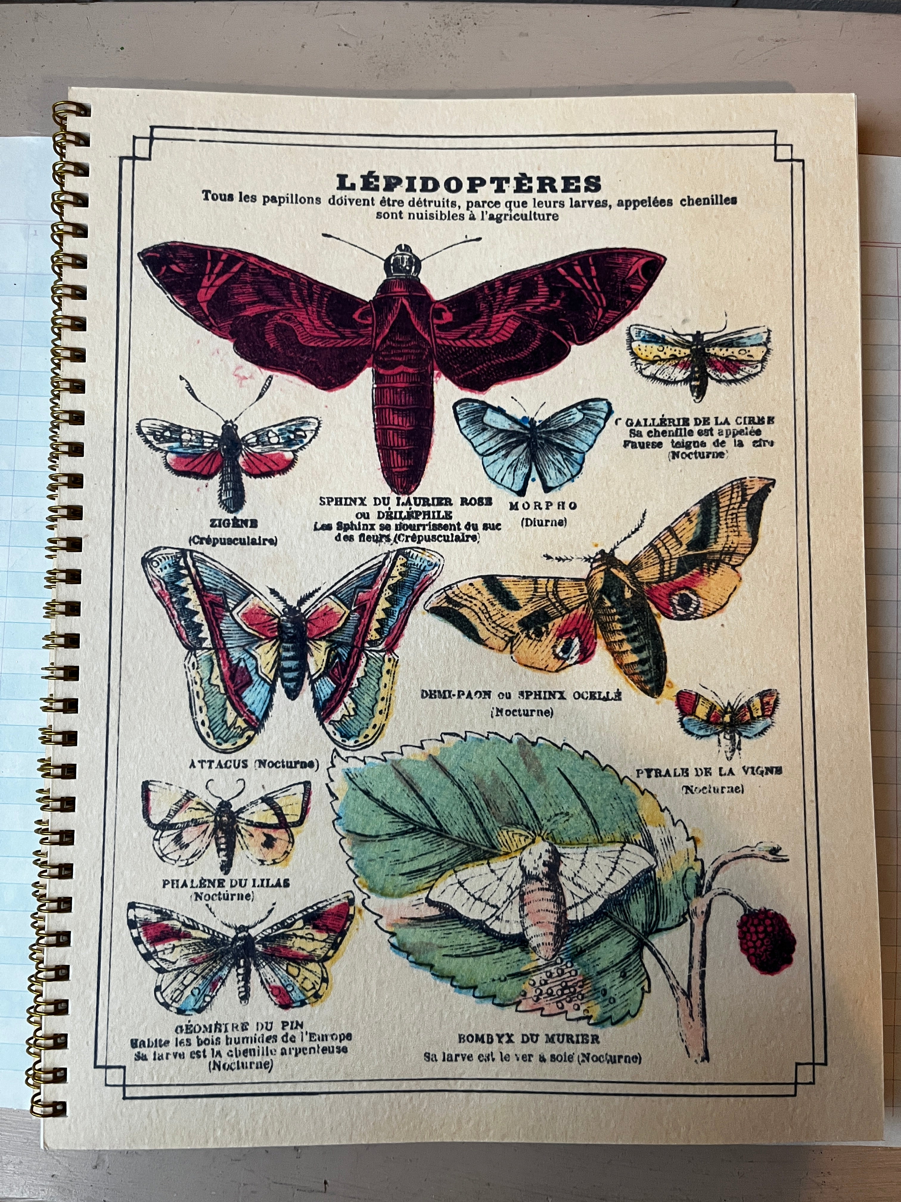 Lepidopteres Bug Notebook