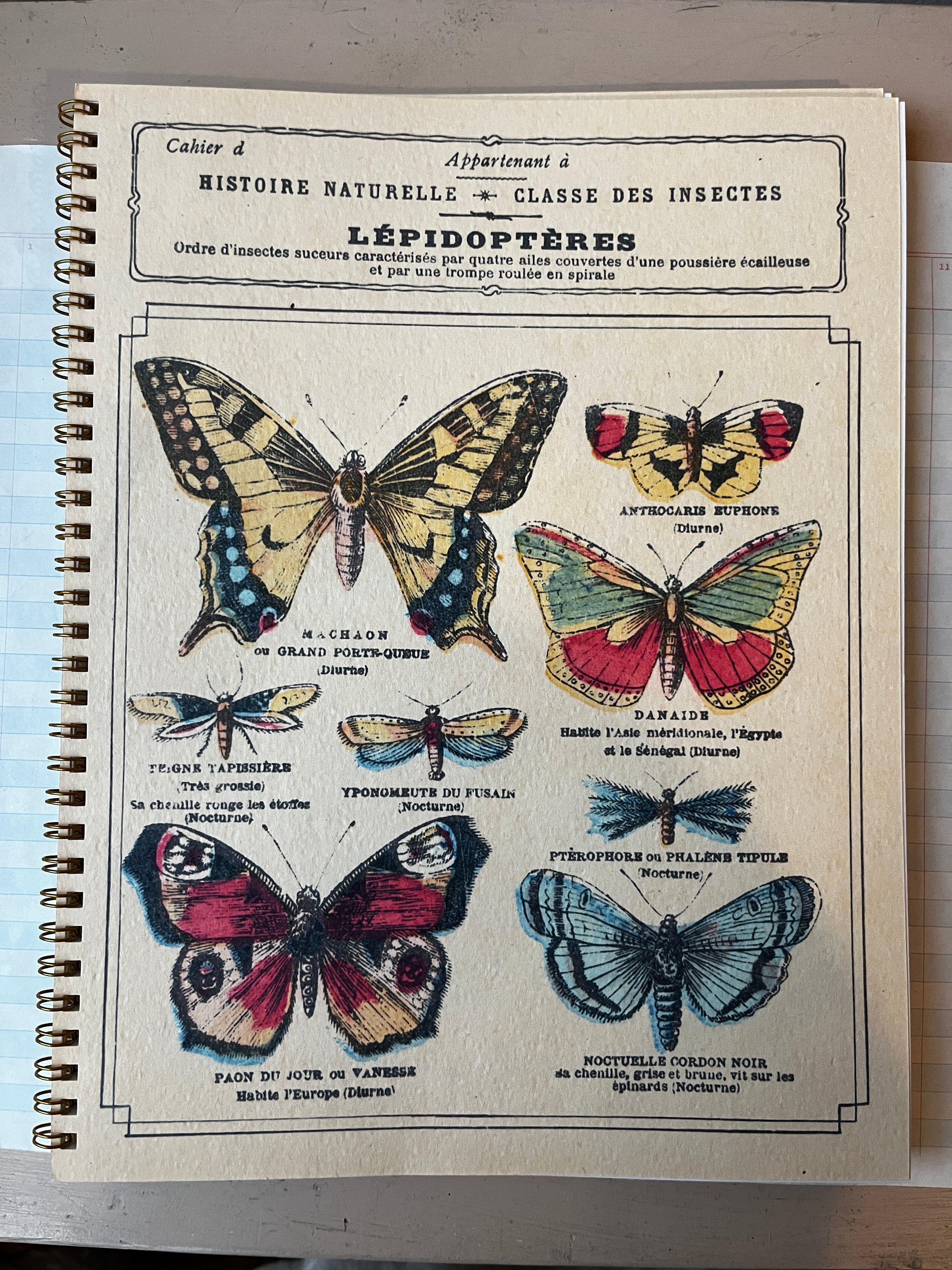 Classe Des Insects Notebook