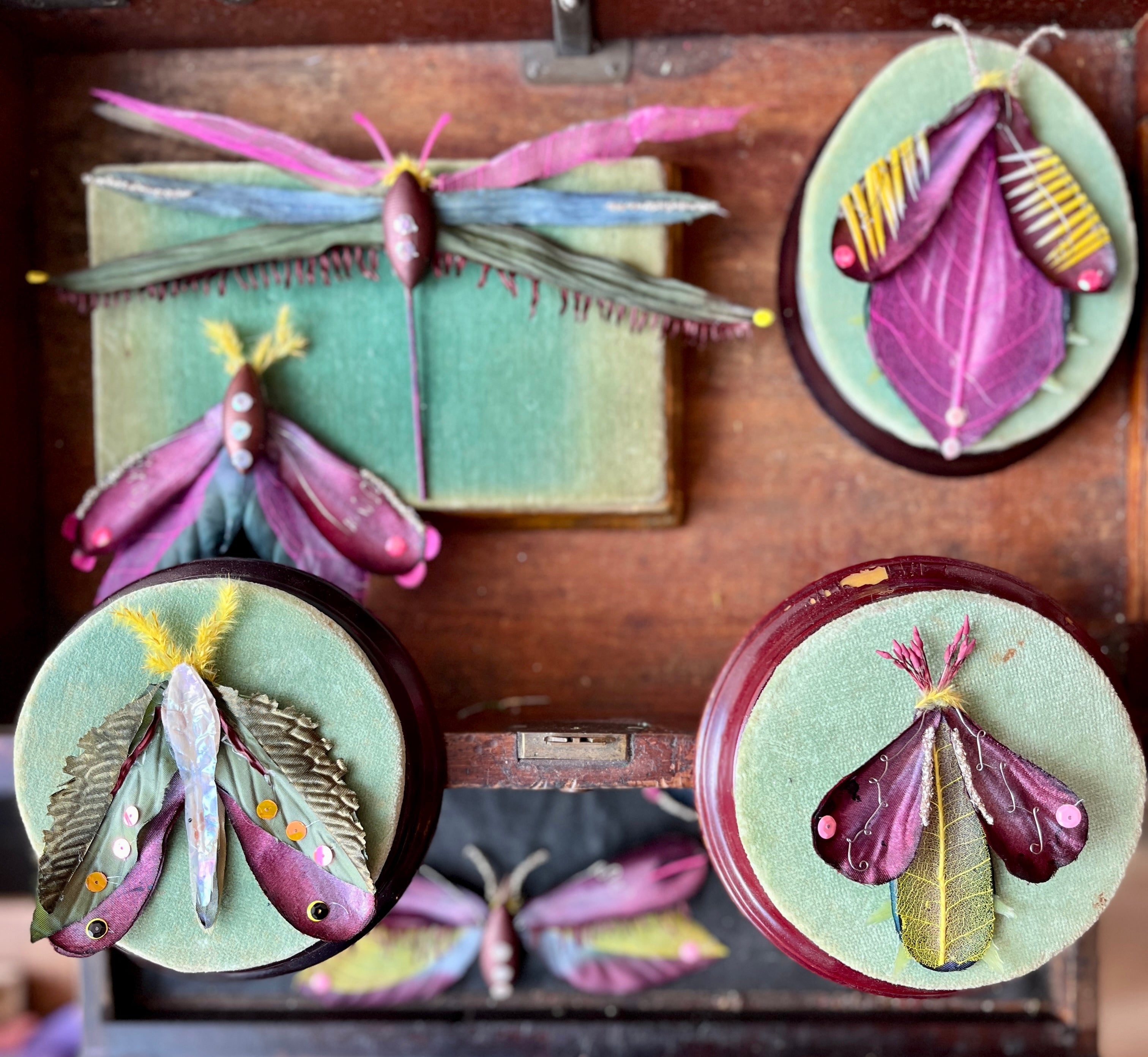 Parcel Handmade Insecta Art Specimens